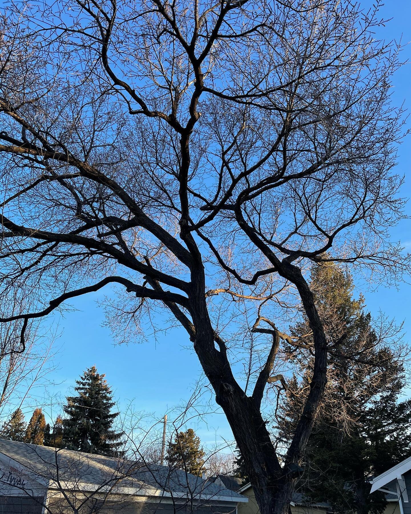 Elm pruning season is almost over but there was so time to prune this beauty today #arboriculture #lethbridge #lethbridgelocal #lethbridgesmallbusiness #lethbridgetreecare #albertabiz #arboristsofinstagram #arborist #arblife #industrialathlete #dirty