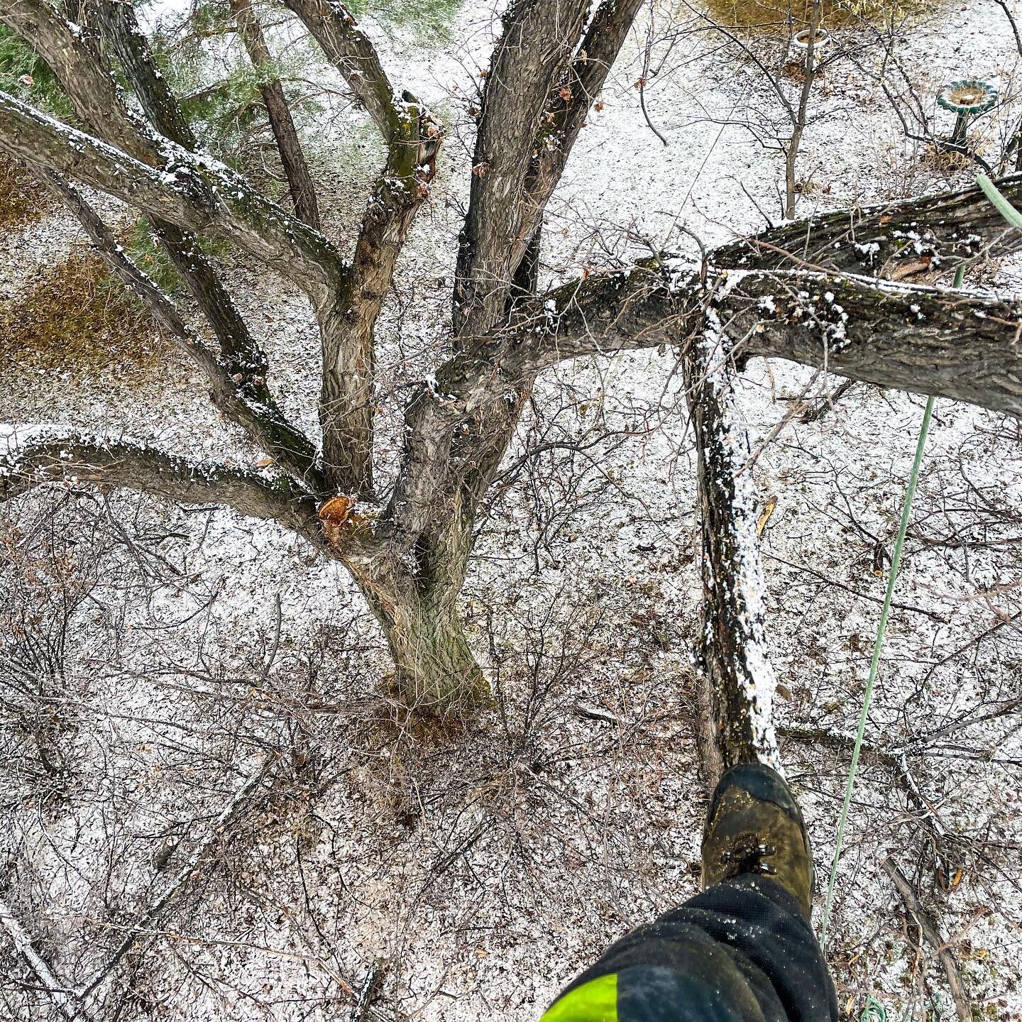 Slippery elms on a snow day make for interesting rope work #industrialathlete #dirtyhandscleanmoney #bluecollar #treeclimber #highclimbersbrotherhood #climbingarborist #climber #ropeaccess #dirtyjobs #skilledtrades #treepro #treelife #madeforthis #pa
