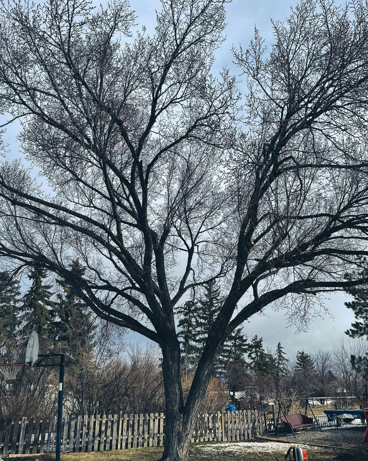 We pruned this beautiful elm this morning and installed a cobra dynamic cable for support. Fantastic tree! 🔥🔥🔥

#arboriculture #lethbridge #lethbridgelocal #lethbridgesmallbusiness #lethbridgetreecare #albertabiz #arboristsofinstagram #arborist #a