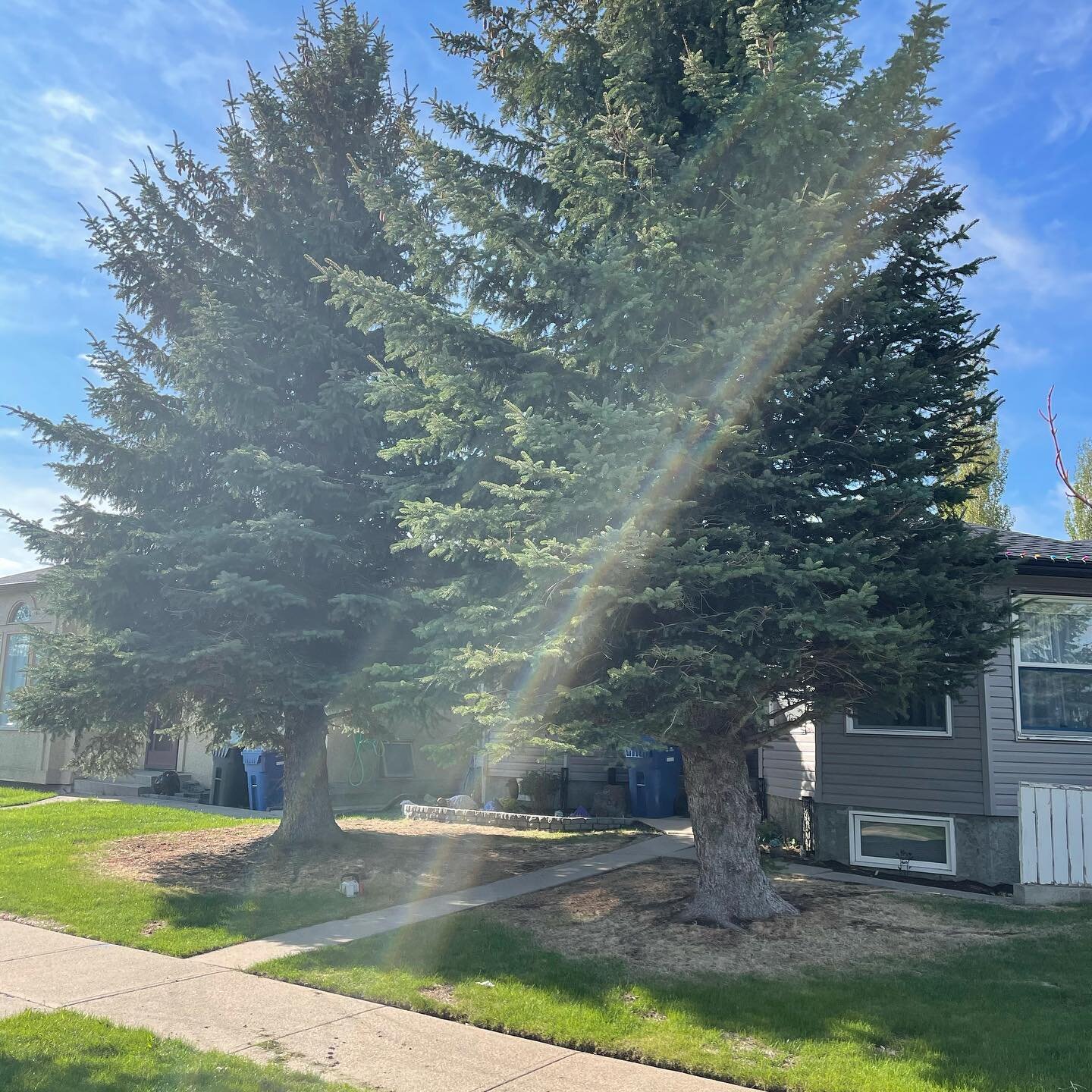 Before and after from today

#arboriculture #lethbridge #lethbridgelocal #lethbridgesmallbusiness #lethbridgetreecare #albertabiz #arboristsofinstagram #arborist #arblife #industrialathlete #dirtyhandscleanmoney #bluecollar #treeclimber #climbingarbo