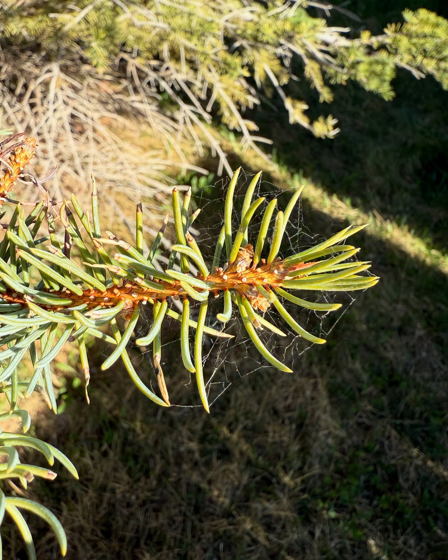 Ever seen fine webbing on spruce needles?
It&rsquo;s not from spiders &mdash; it&rsquo;s actually one of the first visible signs of spider mites, a tiny pest that feeds on needle tissue and can severely weaken the tree over time.

Early damage looks 