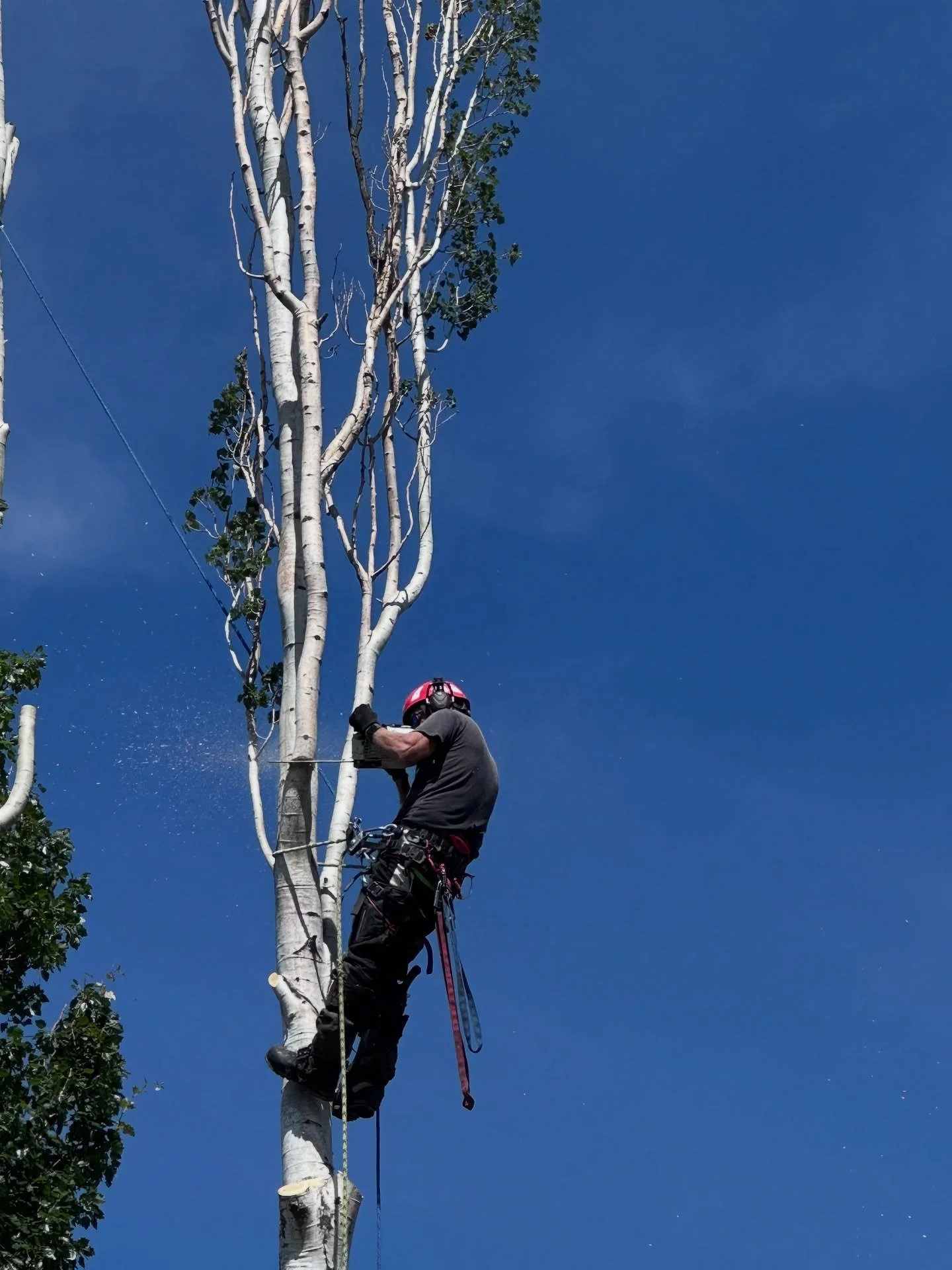This tree is 60 feet tall. My office today? The top.
🌲🪓 One wrong move and it&rsquo;s a long way down.
Would you do this for a living?