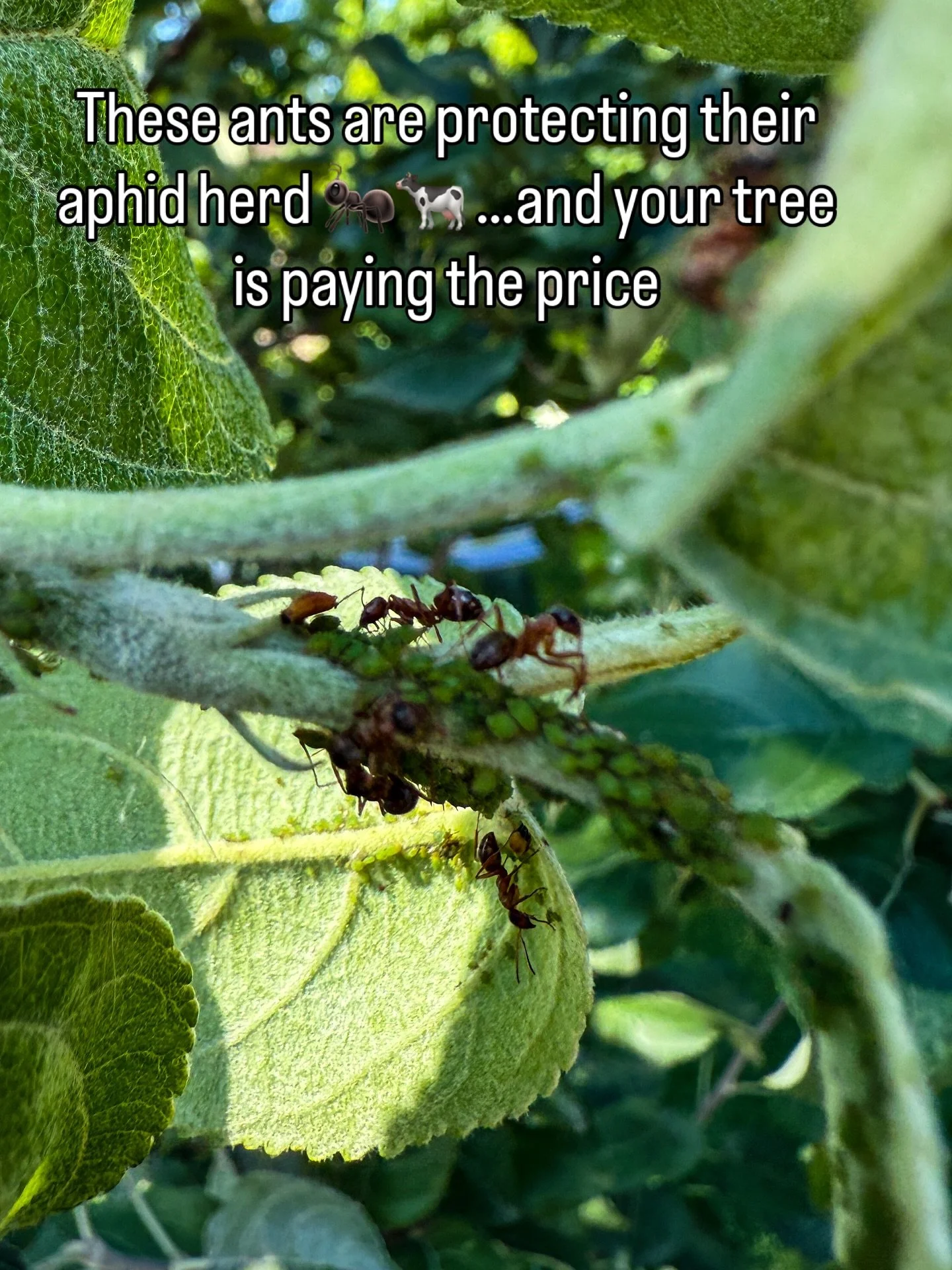 Aphids: the cows 🐄  Ants: the ranchers 🐜  Your tree: the pasture 🌳
Ants &lsquo;farm&rsquo; aphids for the sweet honeydew they produce, and in return, they protect them from predators.
The more ants you see, the bigger your aphid problem.

👀 Spot 