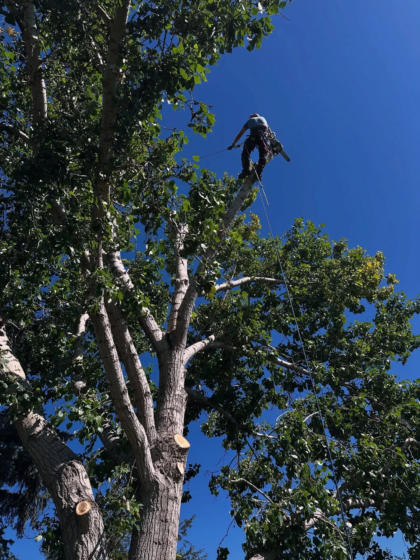 Amateurs see a tree. Professionals see a plan. 🌳 One wrong move and it&rsquo;s a yard sale&hellip; that&rsquo;s why you hire the pros. 😉 #ArboristLife #TreeClimber #TreeWork #TreeCare #ProVsAmateur #TreeService #HireAPro&rdquo;