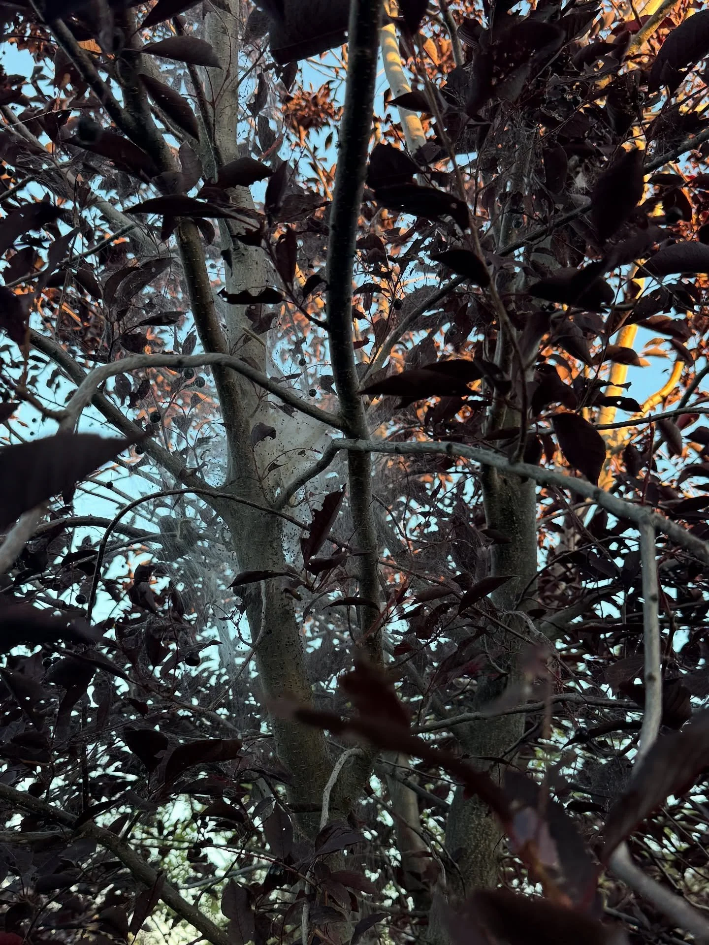 When we inspect trees, we often find hidden threats that most homeowners don&rsquo;t notice&mdash;like the webbing in this photo. These nests are a sign of insect activity that can weaken a tree&rsquo;s health over time.

At Timberline Arborists, we 