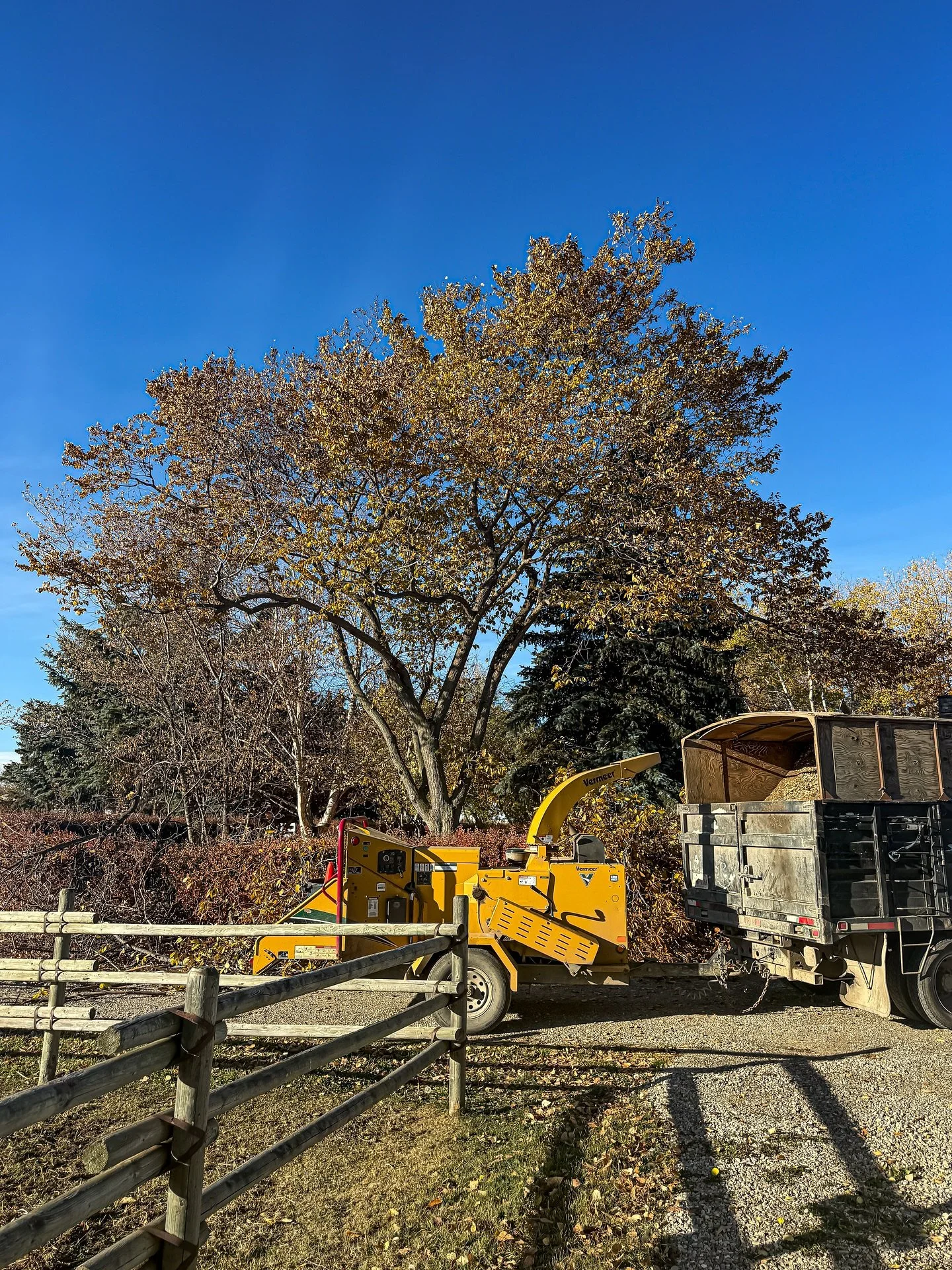 First elm prune of the season. Crown raise over the driveway, deadwood and clearance for the spruce behind it