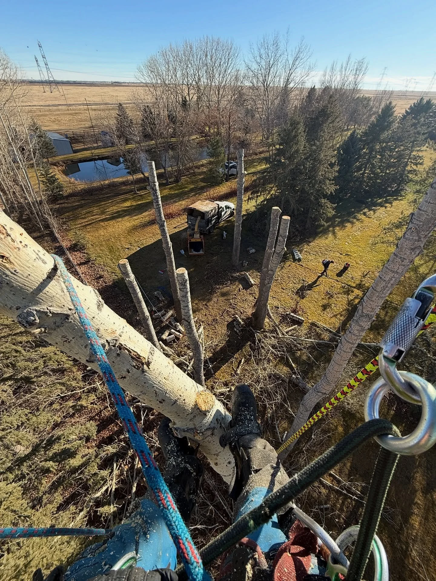Taking down giants from the top! Nothing beats that bird&rsquo;s-eye view while rigging and dropping. Safety first, adventure always. Who&rsquo;s up for some tree-climbing action? #ArboristAdventures #TreeWork #HighUp #NatureNinja #OutdoorLife