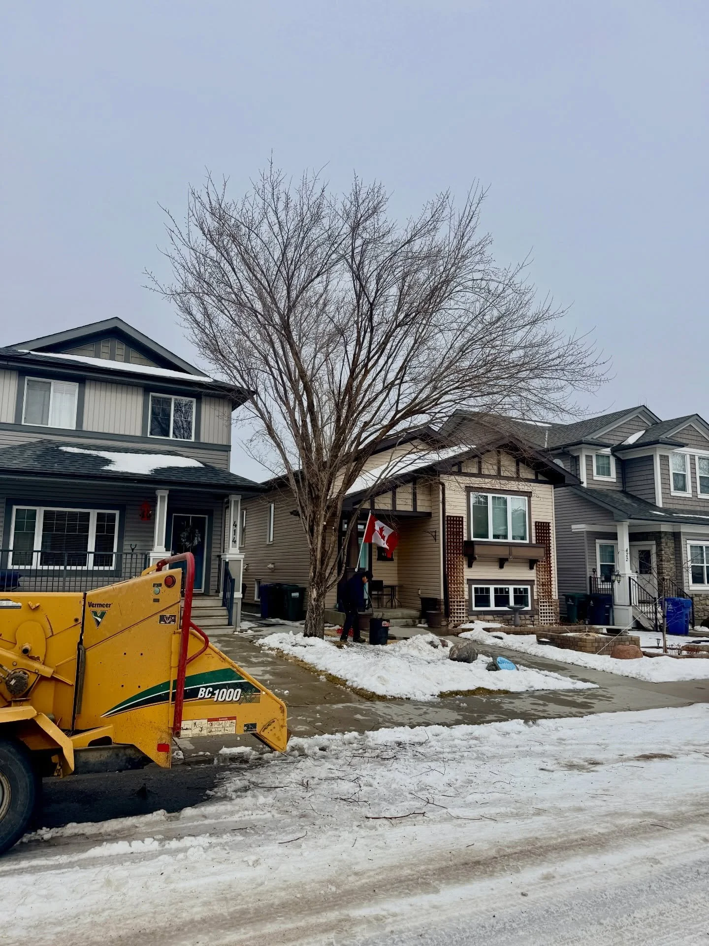 Back at it after last week&rsquo;s deep freeze ❄️💪
Giving this elm some much‑needed attention and getting your trees ready for the season. 🌳🇨🇦