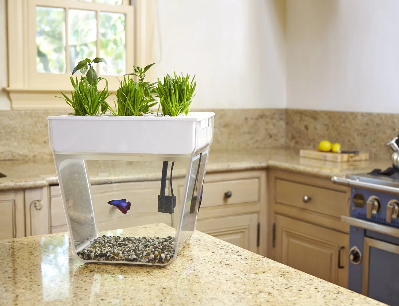 Back-to-the-Roots-Water-Garden-and-Fish-Tank-03.jpg