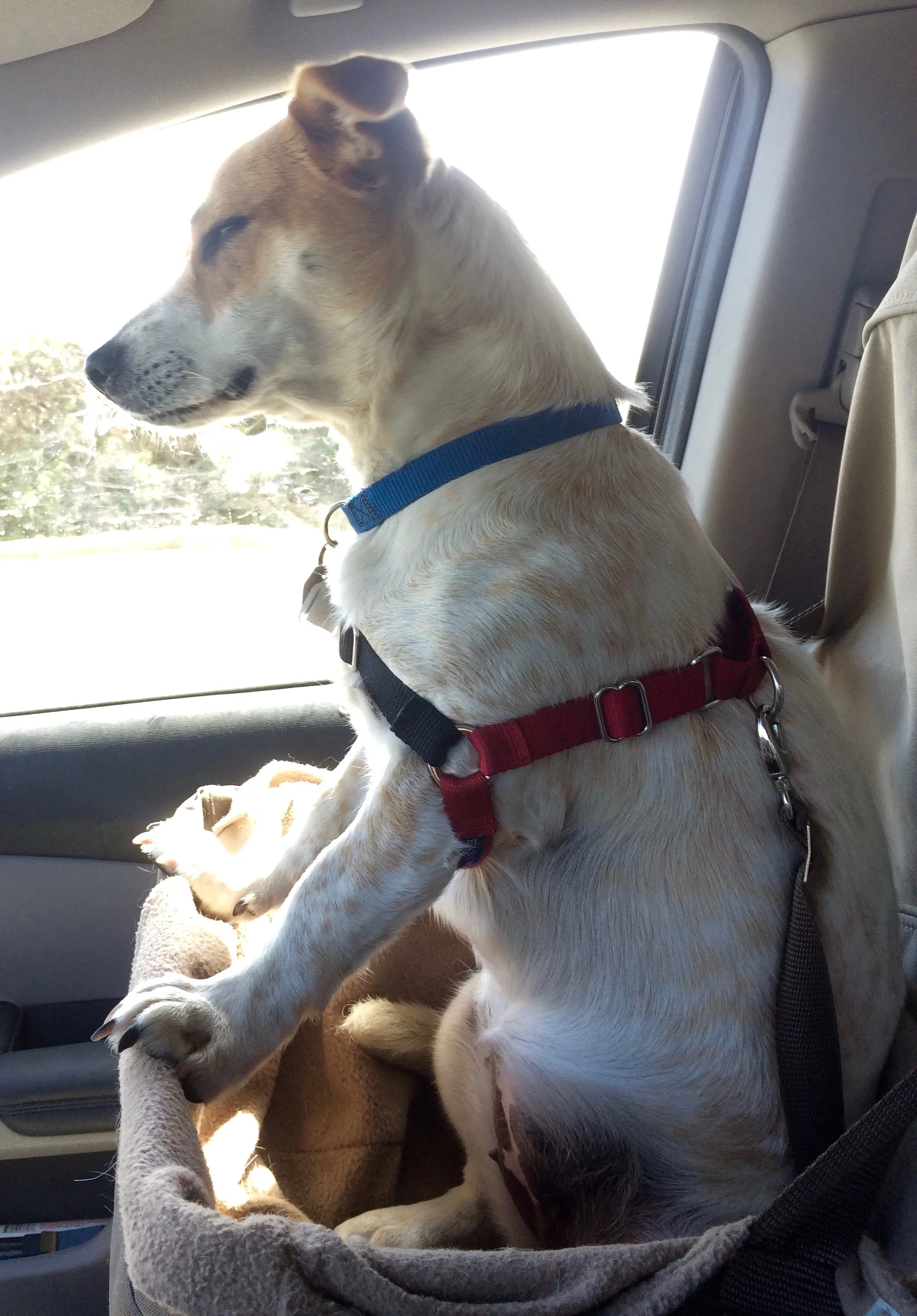 Driver- Pick up the pace, will ya?