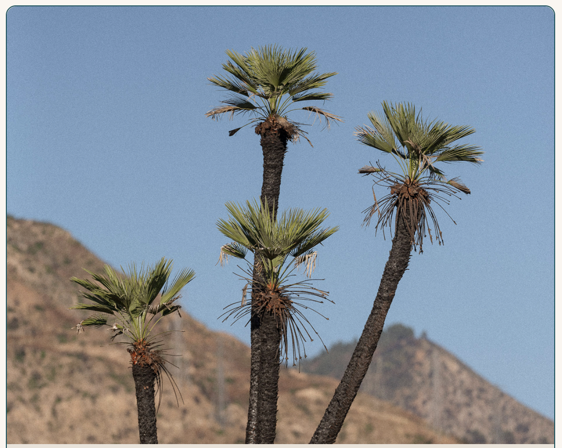 Screenshot 2026-01-23 at 5.18.13 PM.png