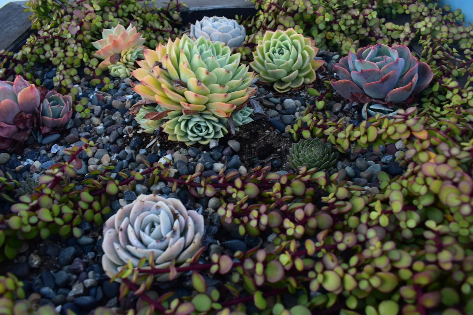 Issa succulents.jpeg