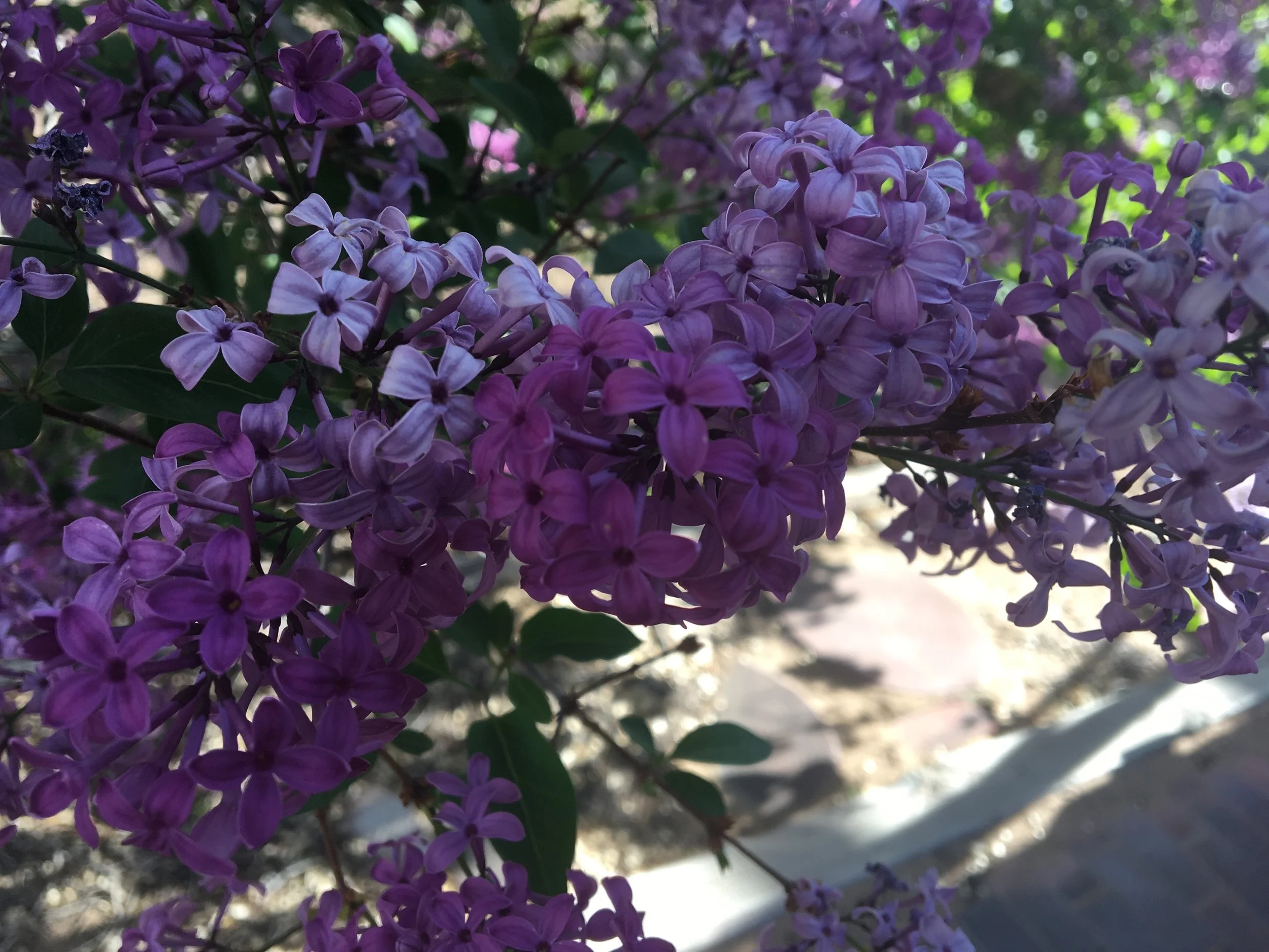 Lilacs.jpeg