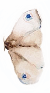moth.png