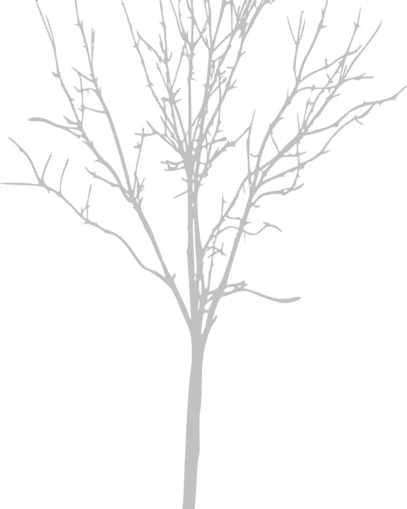 tree background.jpg