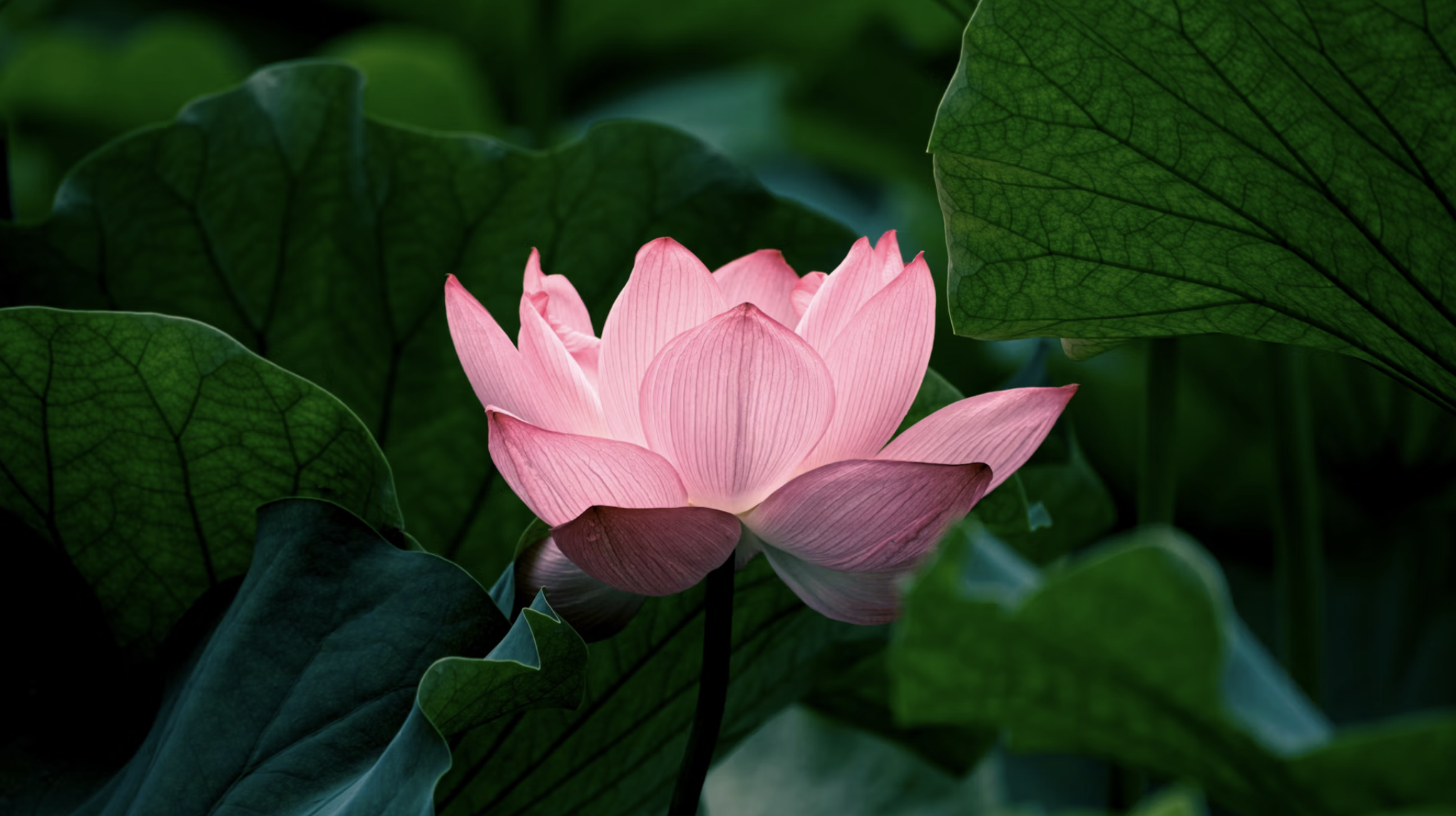 Acupuncture for perimenopause and menopause