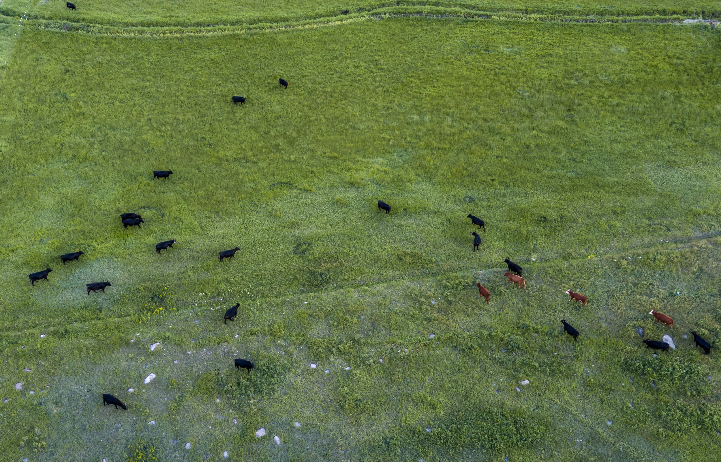 Range Management