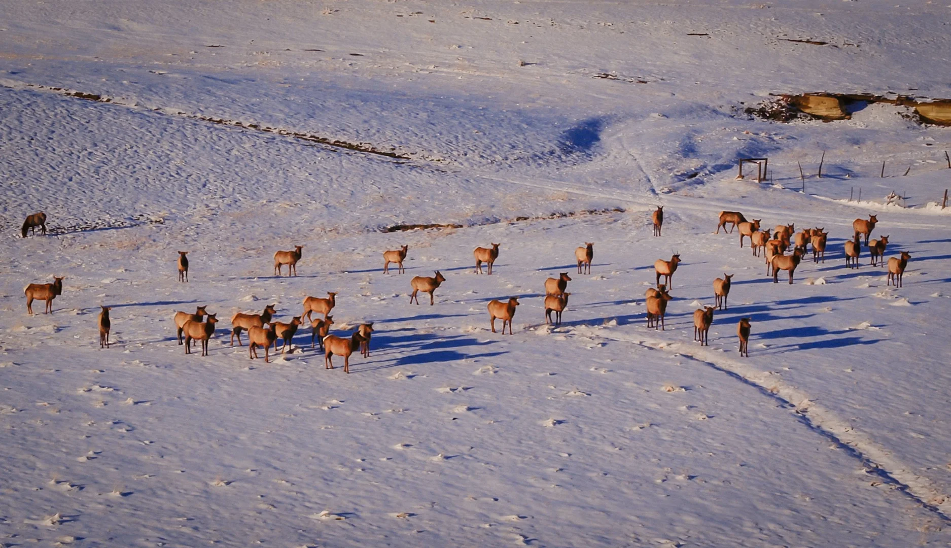 Elk.jpg