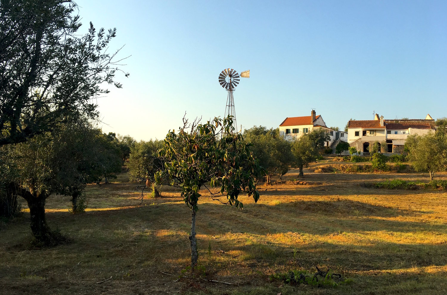 IMG_2434.jpeg