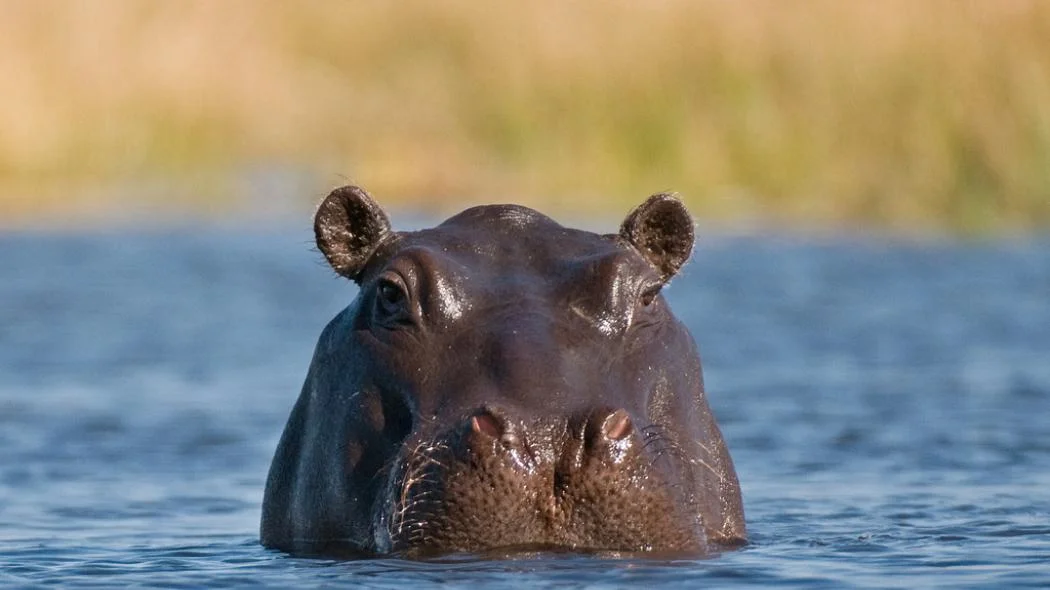 hippos.jpg