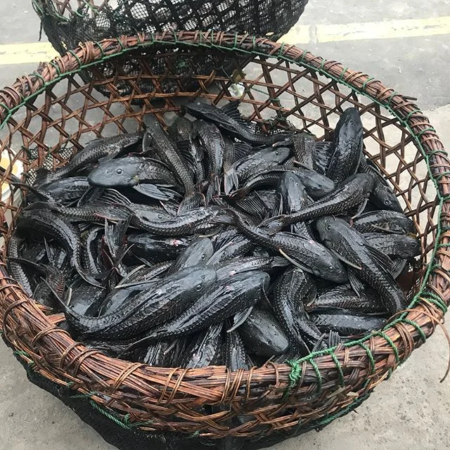 @tropicalriverslab spent a week in Iquitos Peru for a meeting about Citizen Science for the Amazon! We visited the Belem market and saw some massive arapaima steak, drove to Nauta to scout out sites for our low cost water monitoring kits, and had our
