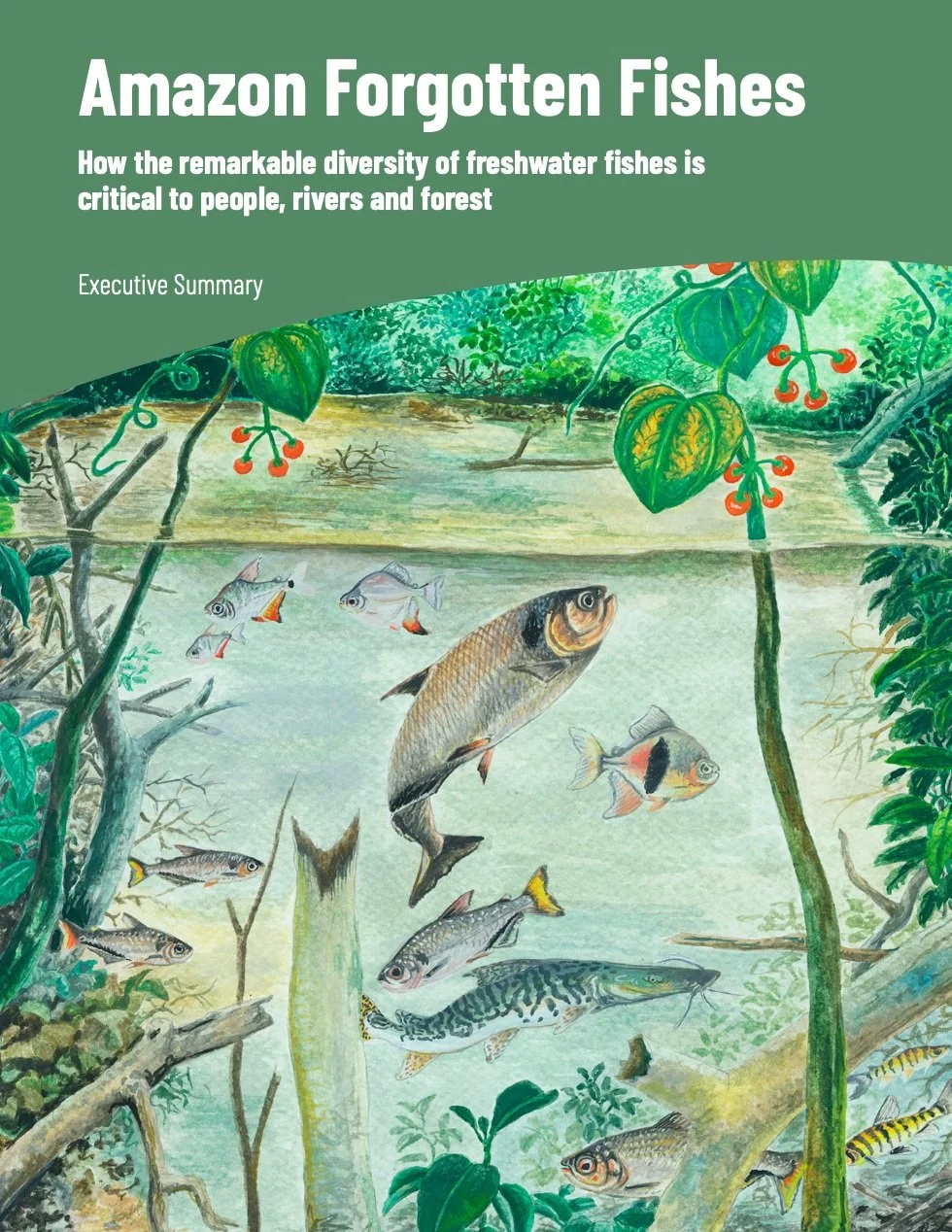 A new report, Amazon Forgotten Fishes by The Nature Conservancy has just been released! 
The report highlights the Amazon&rsquo;s remarkable 2,700+ freshwater fish species and the essential roles they play in supporting healthy rivers and forests, fo