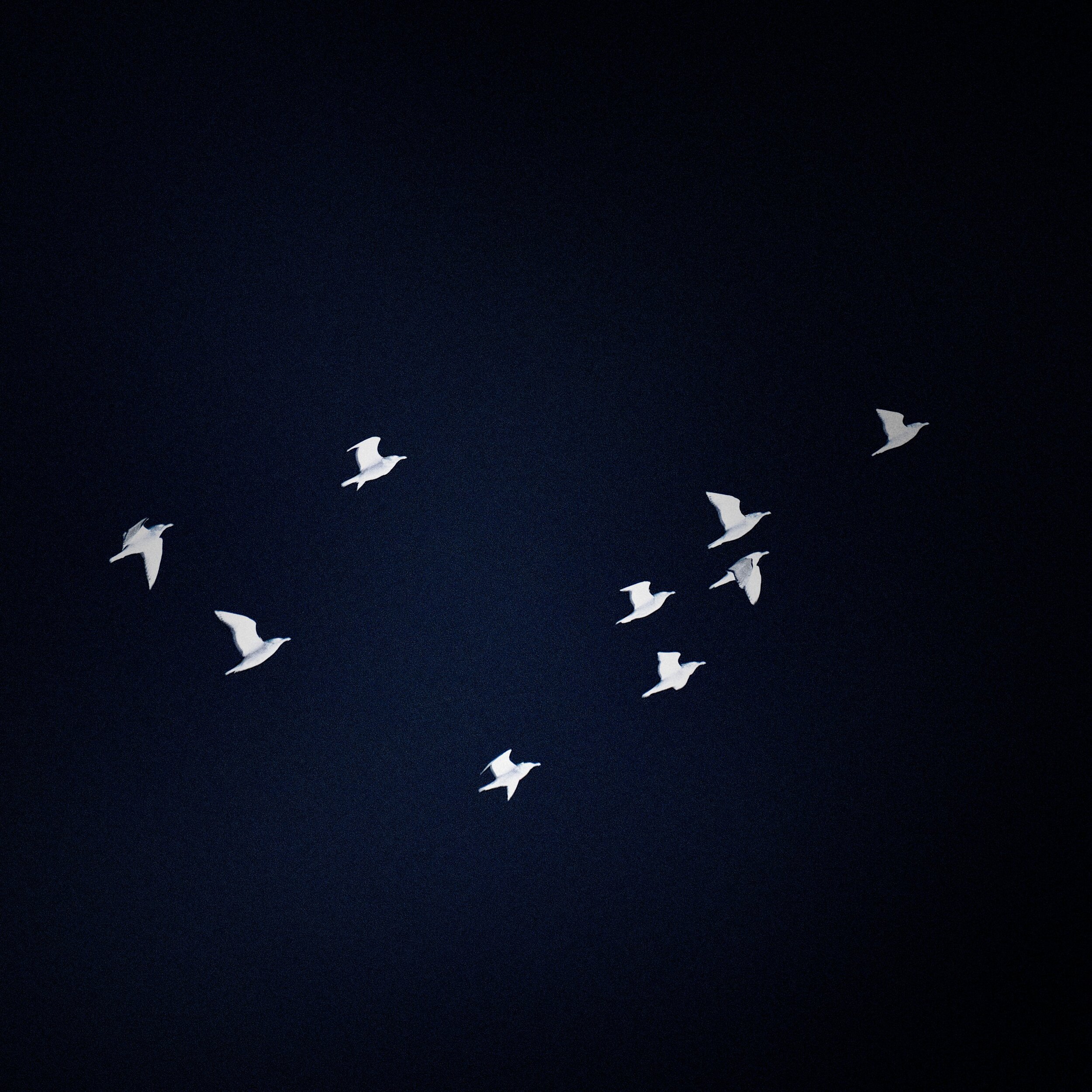 SBT02 “Nine Birds”