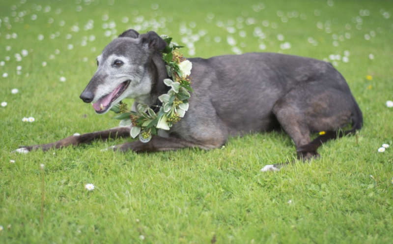 Photo Image by Kim Gunn at Doodleshots . Modelled by Rosie. Flowers by Urban Flower Farmer