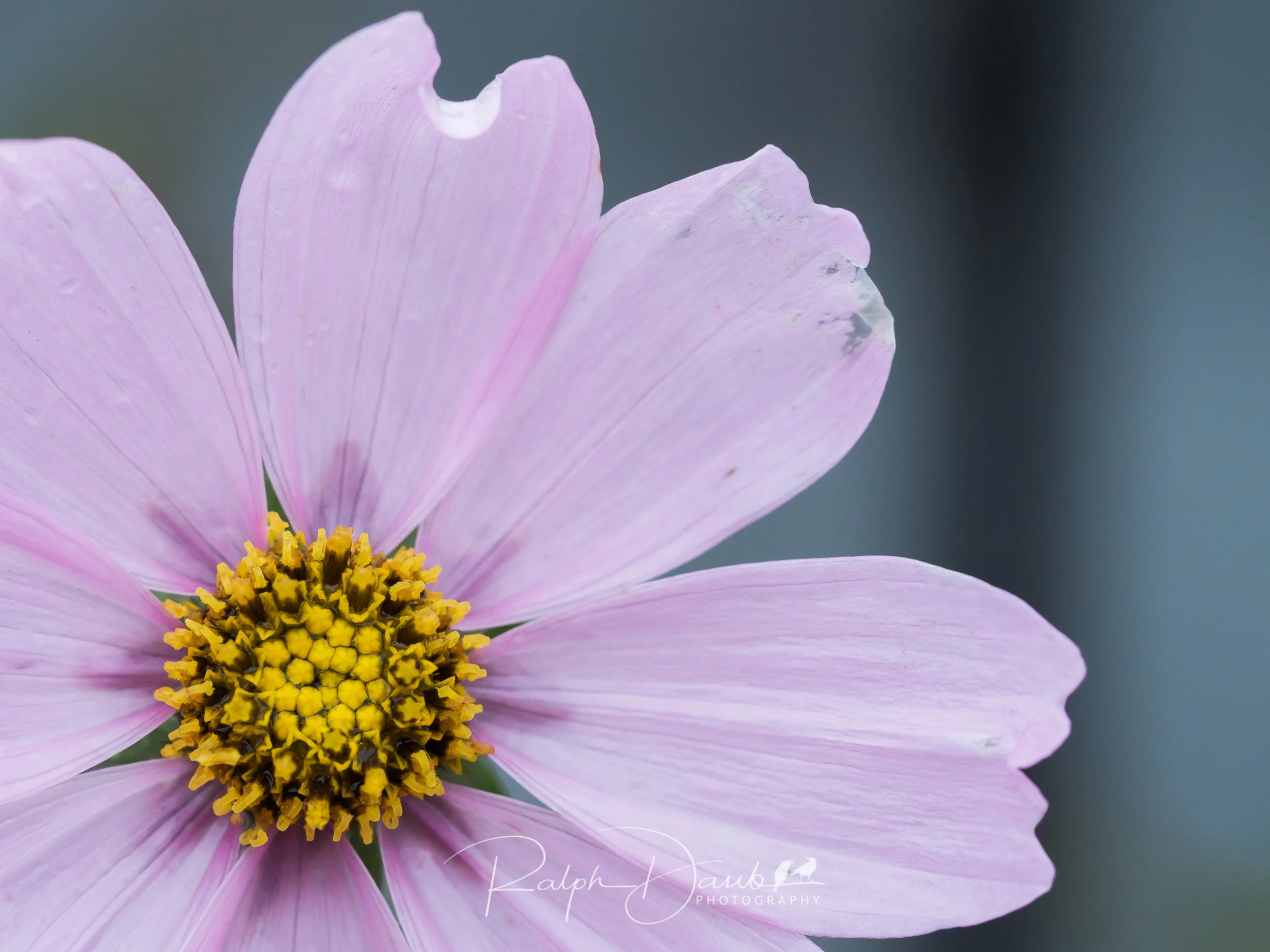 2017-12-02 - Raindrops, Heart Cofee with Cassie, Flowers - 15h35m.jpg