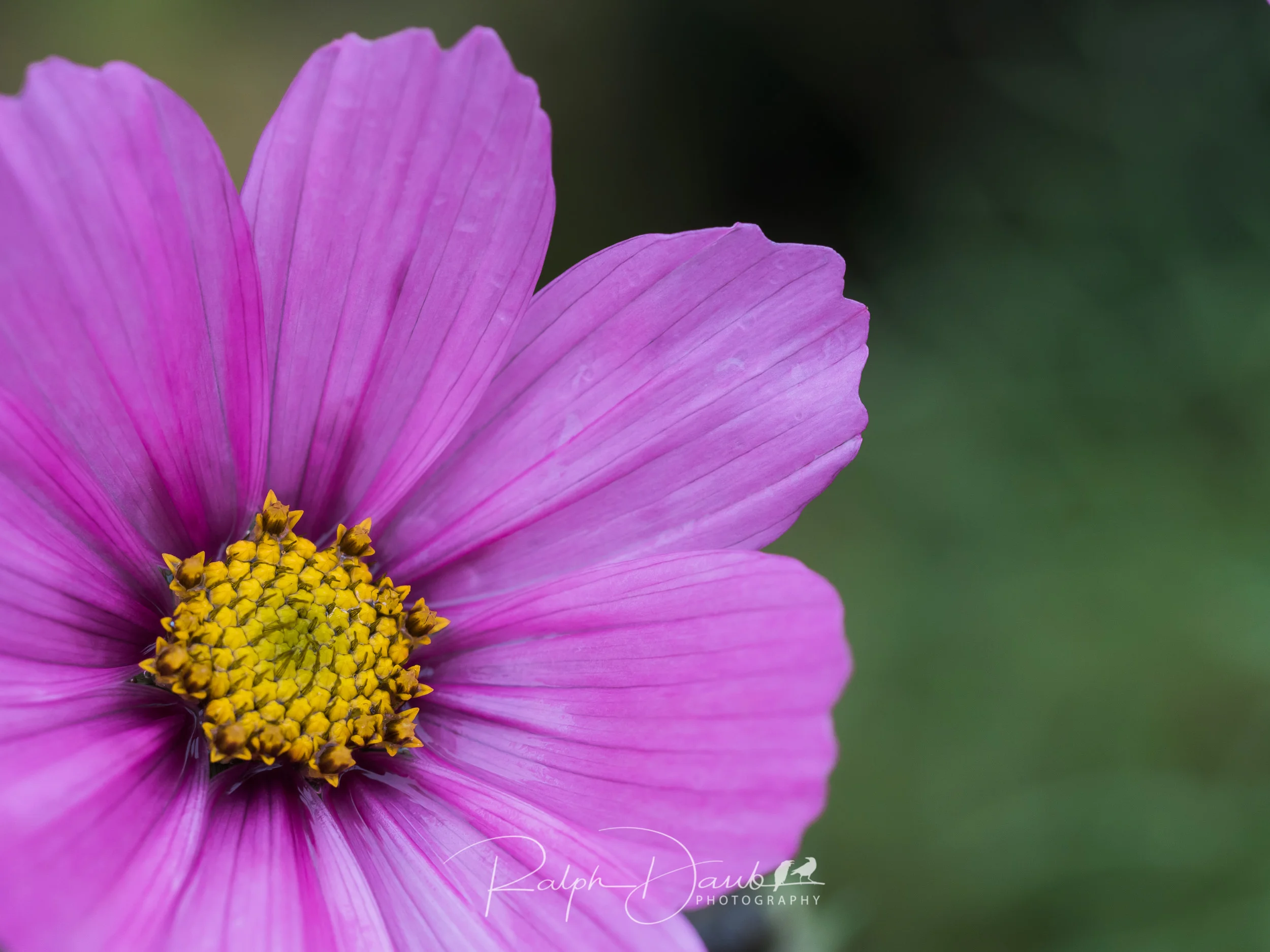 2017-12-02 - Raindrops, Heart Cofee with Cassie, Flowers - 15h36m.jpg