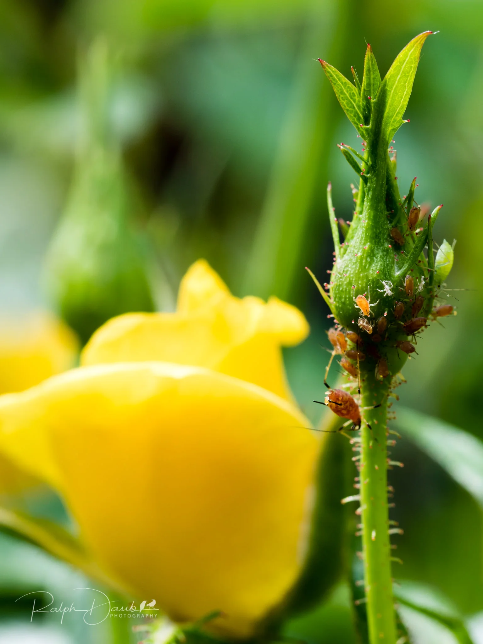 2018-05-19 - PDX Squared (Day 2) - 12h30m.jpg