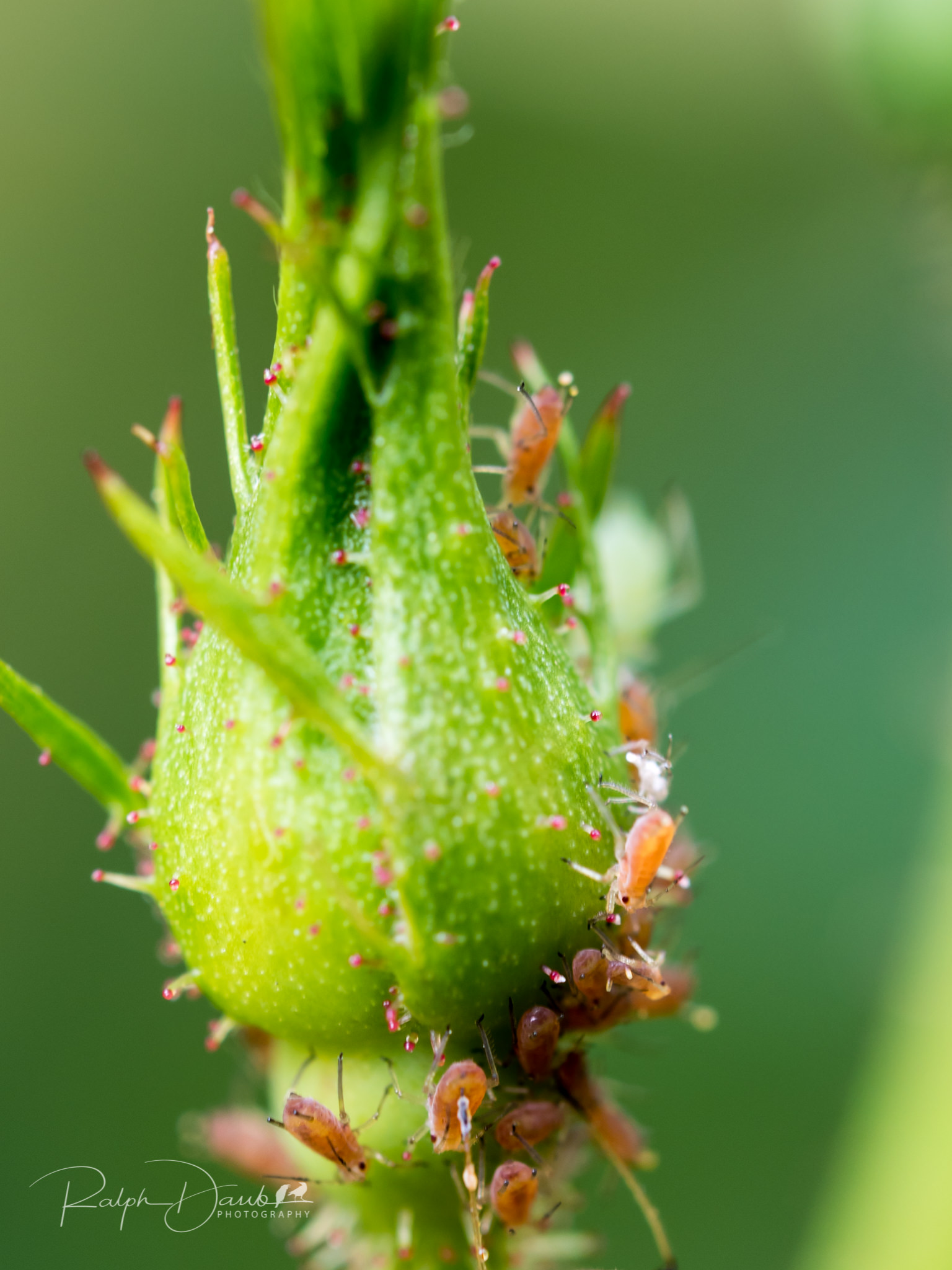 2018-05-19 - PDX Squared (Day 2) - 12h35m.jpg