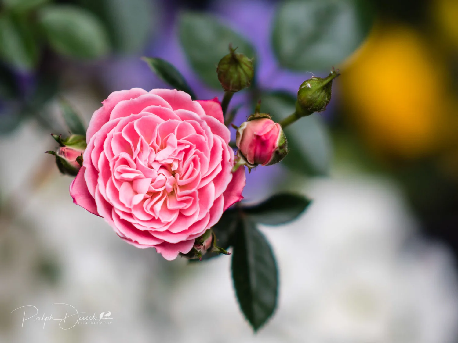 PDX Squared 2018 - Photography Competition in Portland, Oregon