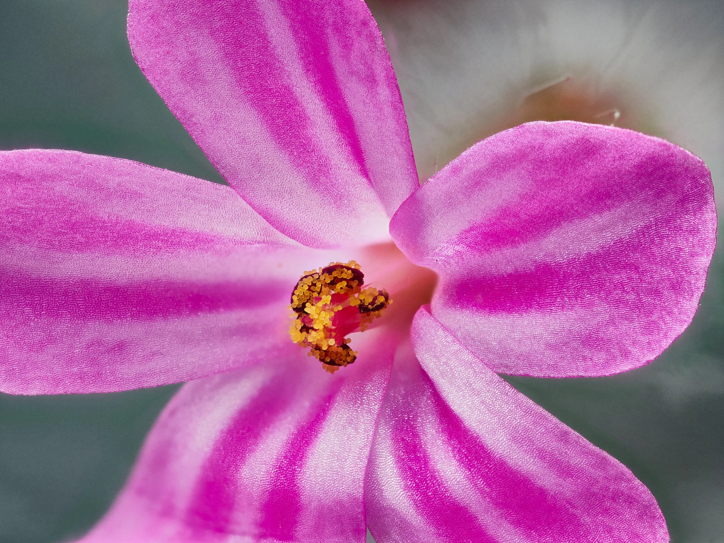 1694-RALPH_DAUB-2021-05-02-233251-75207 Zerene PMax 2.jpg