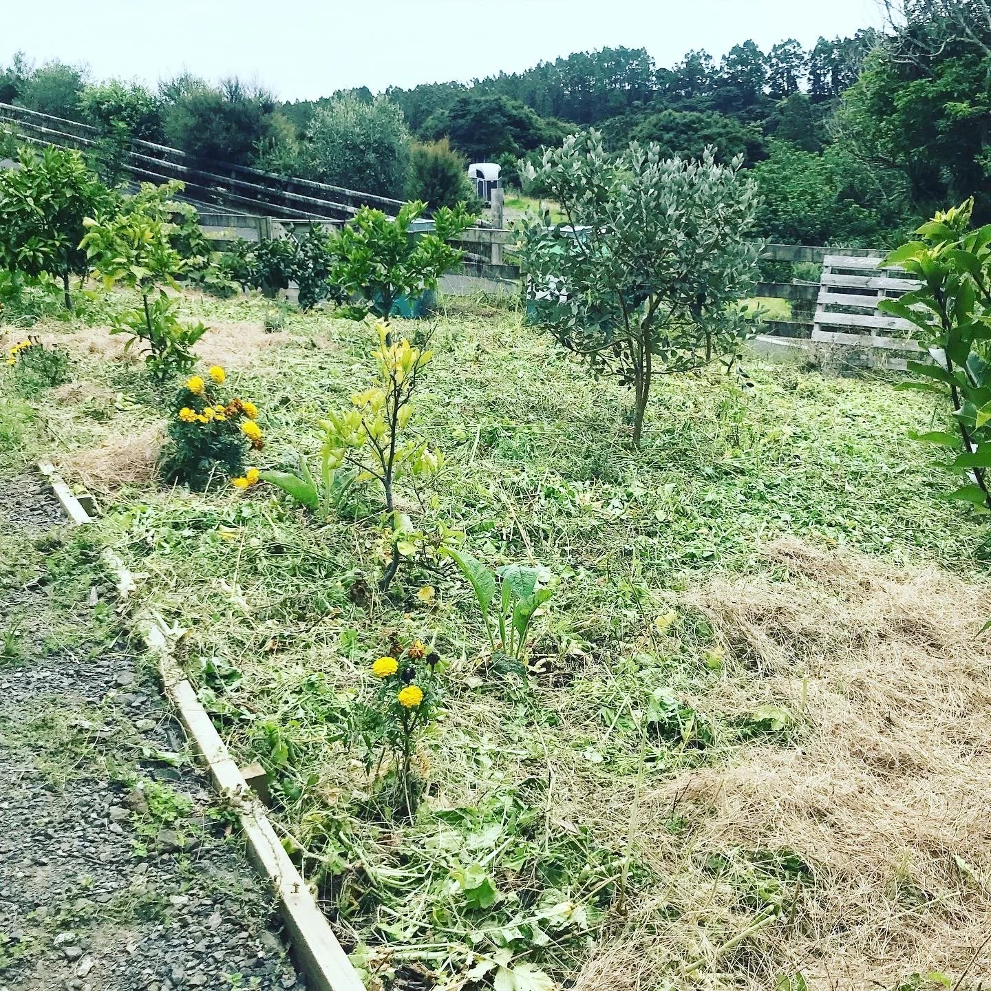 orchard.JPG