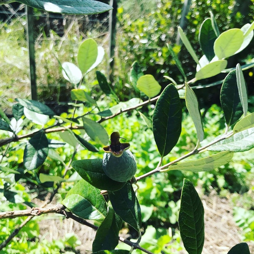 feijoa.JPG