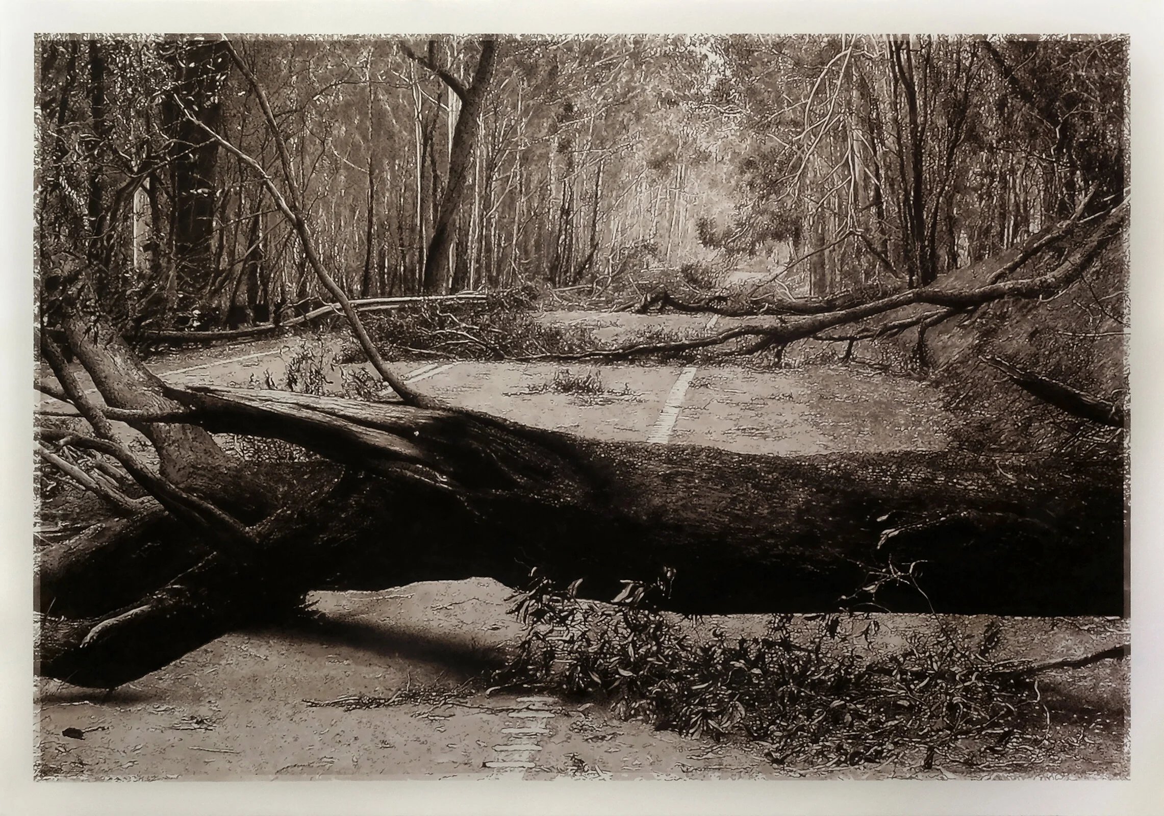  I Remember Sunday Morning   2020 114 x 160 cm Sepia ink on Arches 