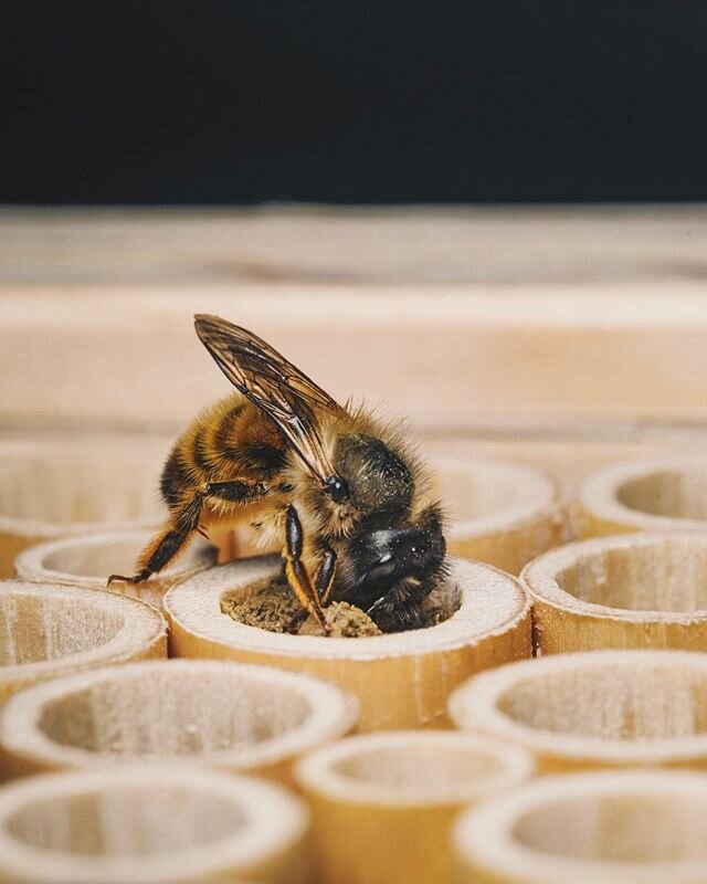 Lovely lady busy at work! After leaving one last empty cell without any eggs, this female mason bee sealed off the entrance to the tube with mud. So fascinating to watch! 🐝🐝😍😍
#savethebees #wildbieneundpartner #masonbees #weeklyfluff