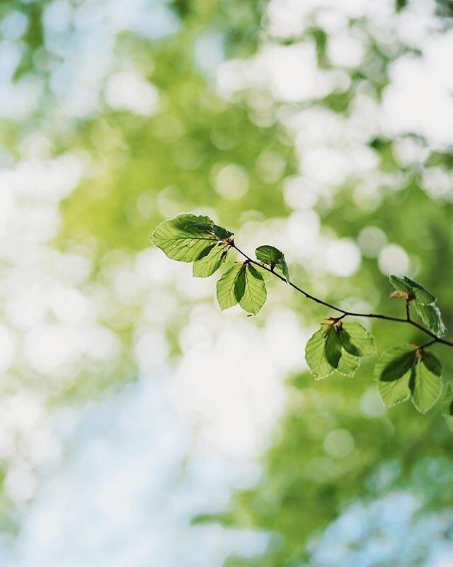 Listen to the gentle breeze, look for the fresh scent, touch the color of April with finger tips. Spring is never too far away. 🍃🌳🌸🌞
#springinswitzerland #sundaybest #b&auml;rlauch