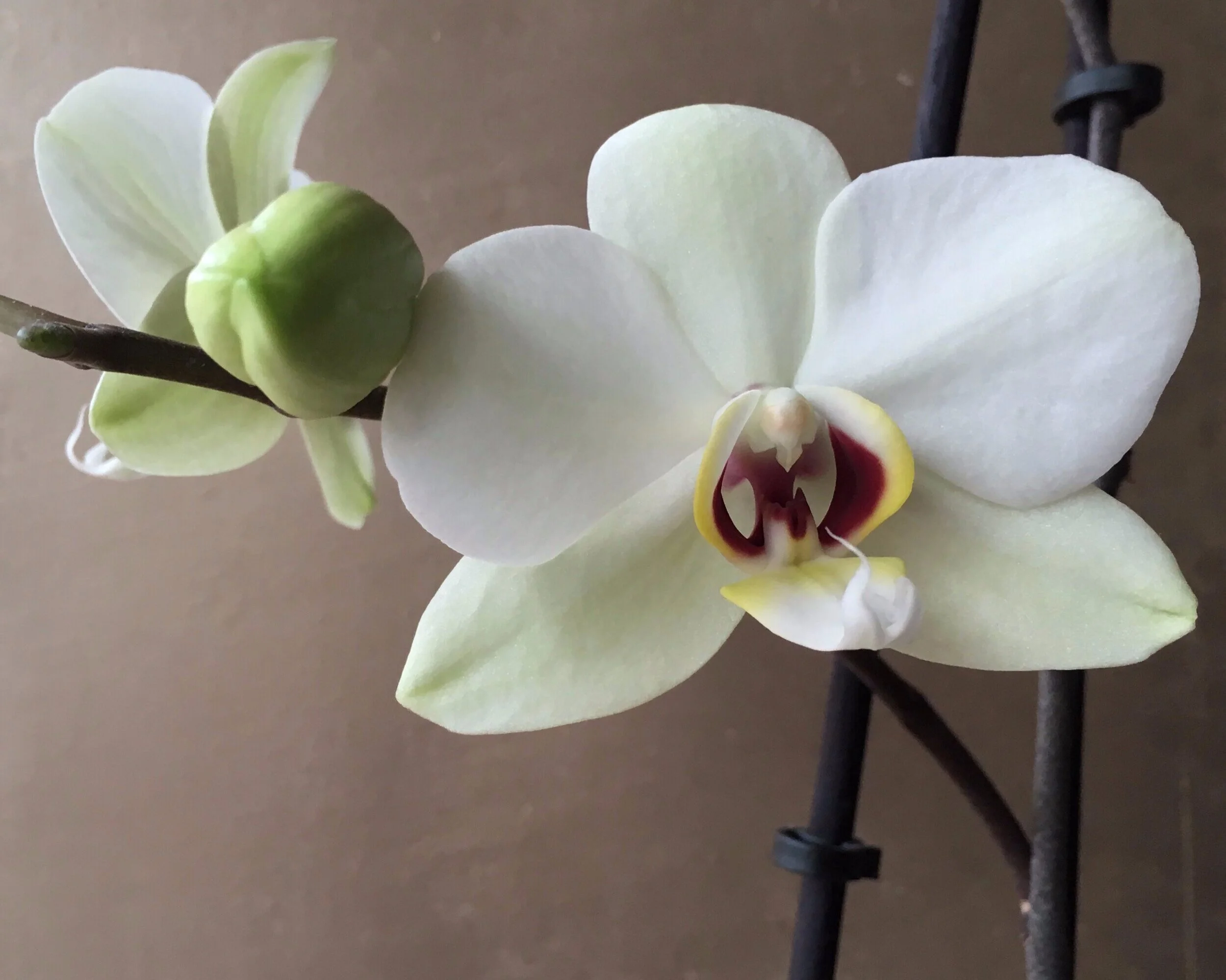 orchids.jpg