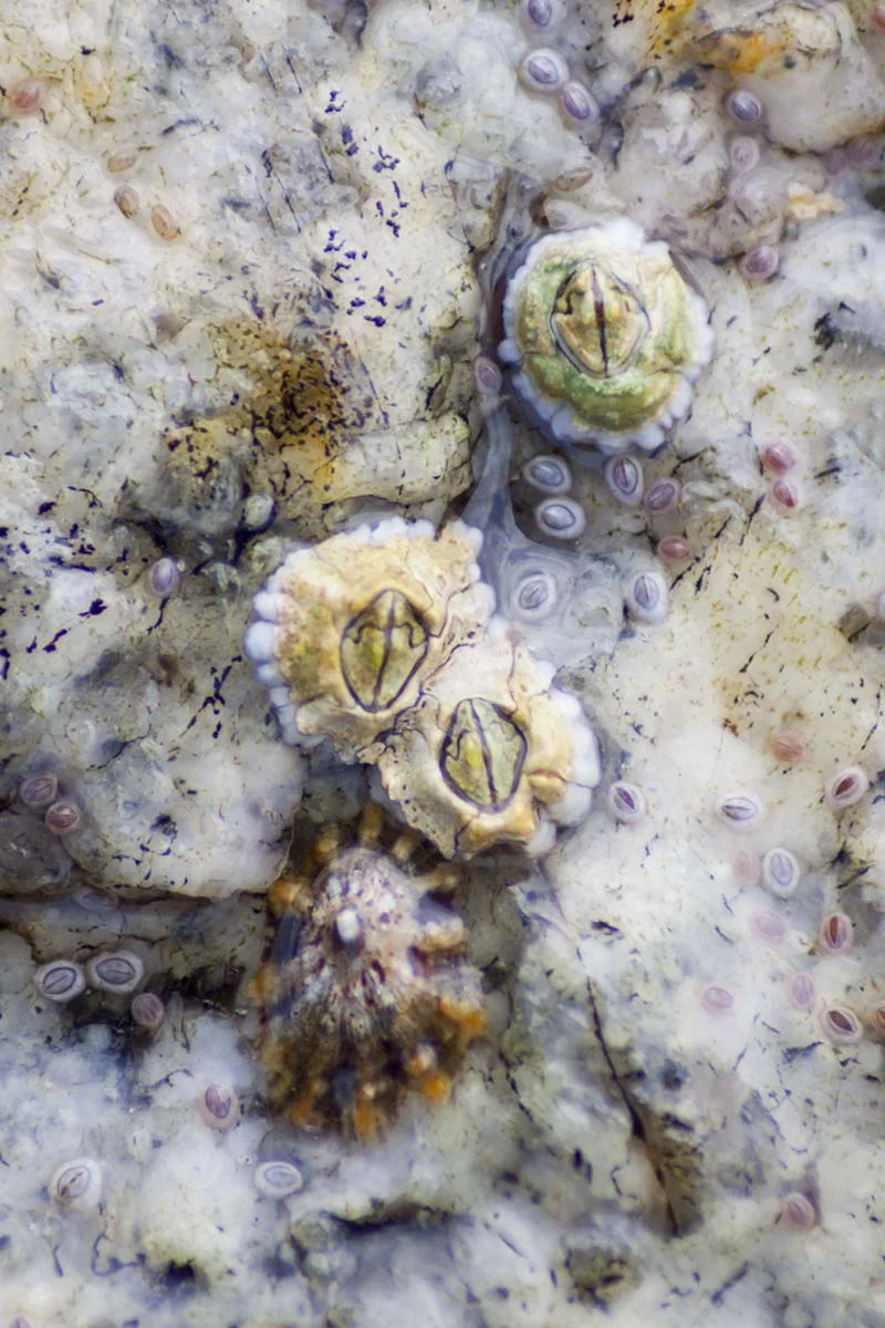 Barnacle Cluster.jpg