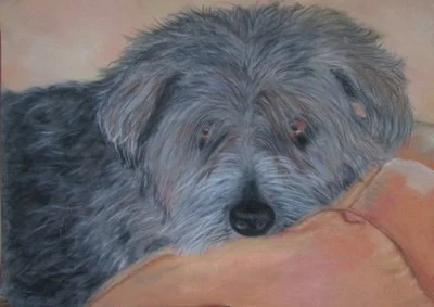 Scruffy Dog.JPG