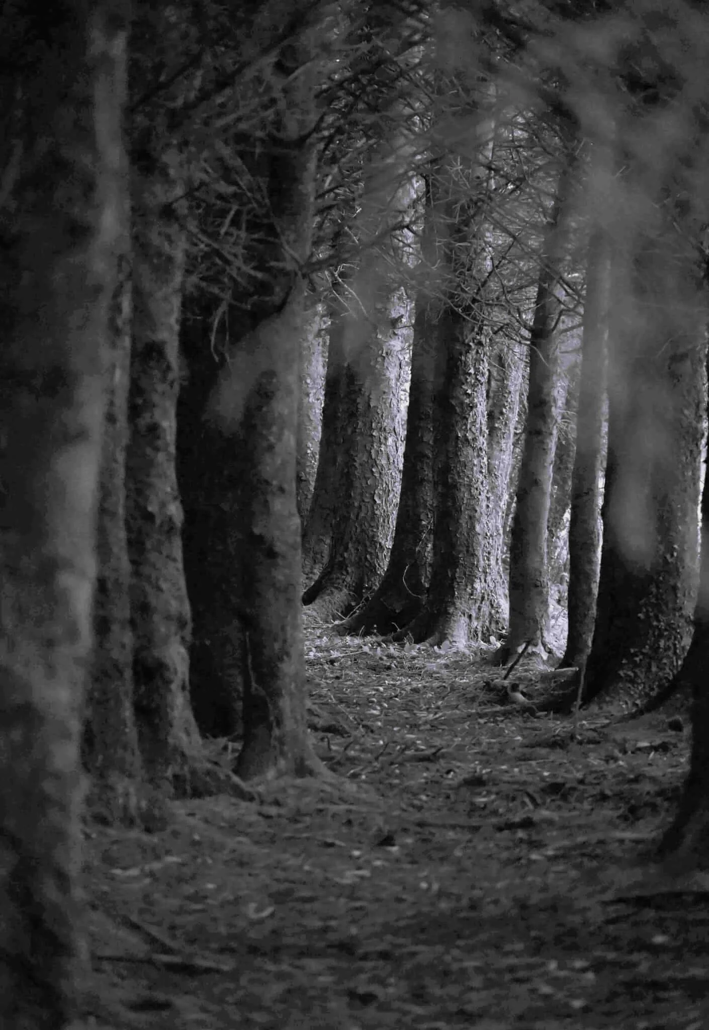 Sara Andrews - 'Deep in the Woods'.jpg