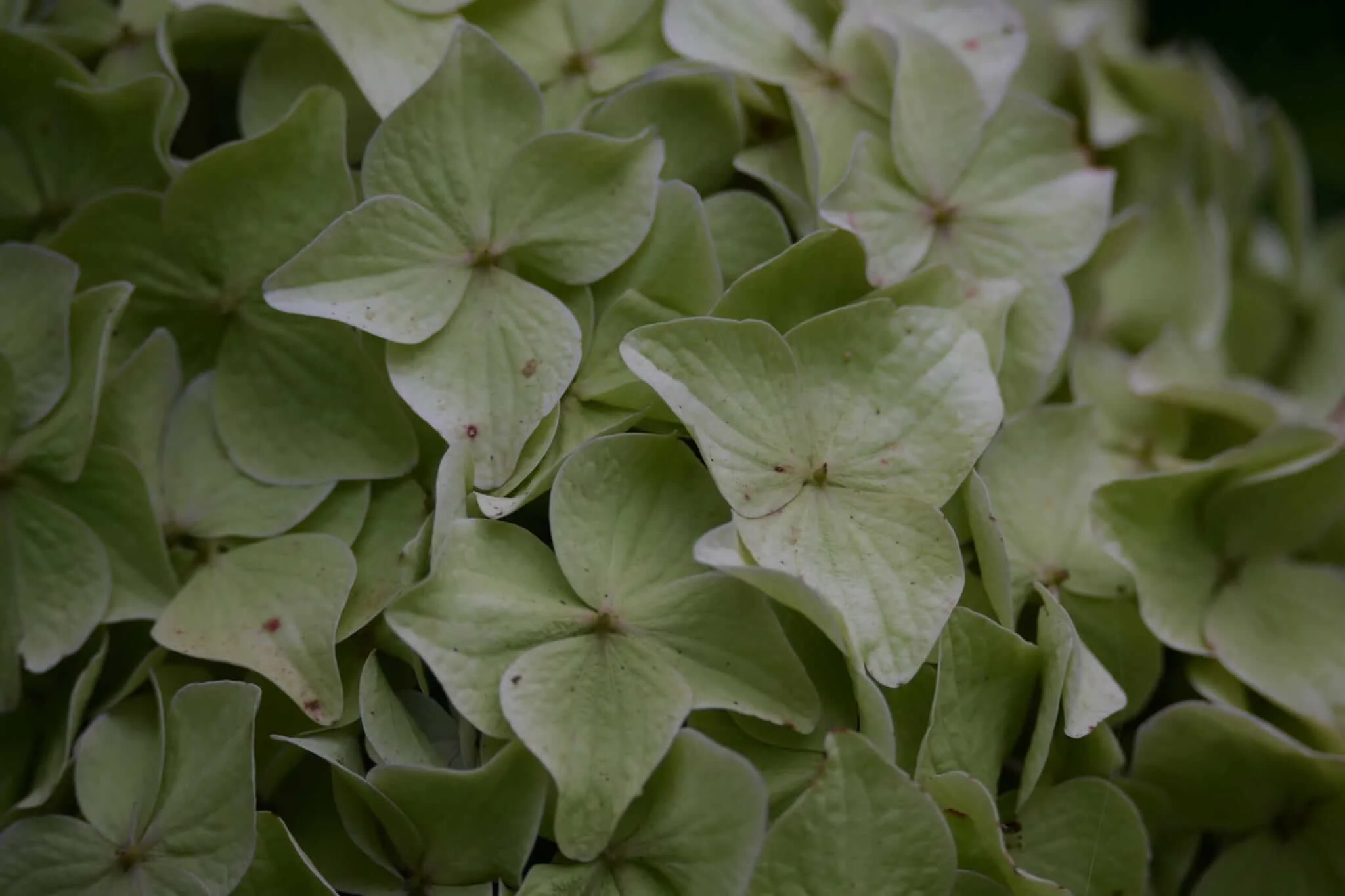 Sara Andrews - 'Hydrangea'.jpg