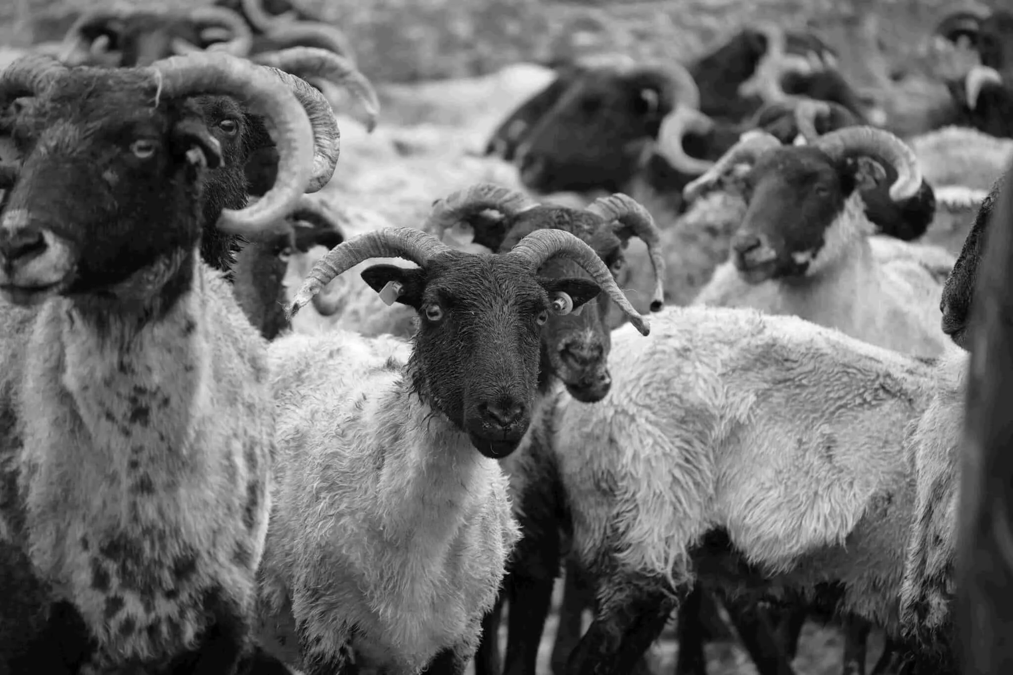 Sara Andrews - 'Sheep'.jpg