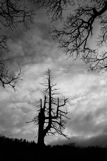 Dina Ozola - 'Stillness Between Branches'.jpg