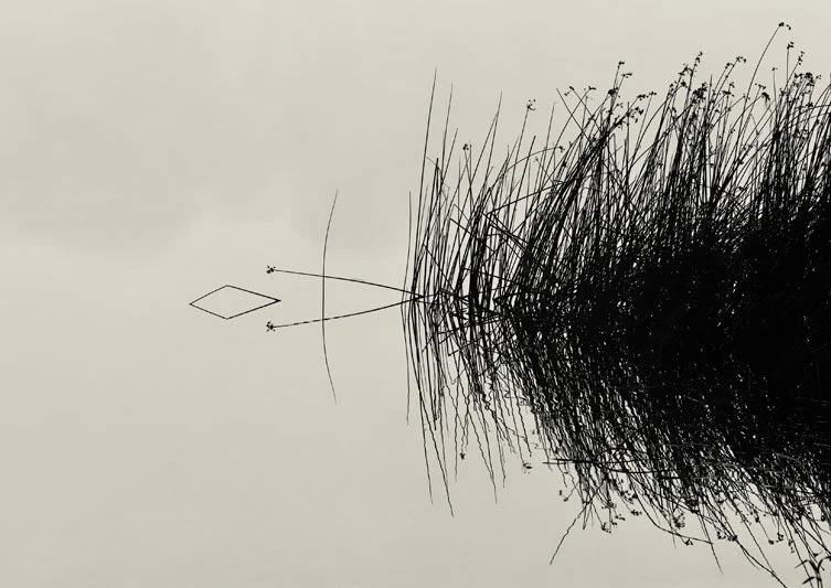 Jennifer Richardson - 'Serenity of the Reeds'.jpg