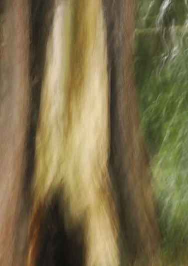 Jennifer Richardson - 'Whispers of the Forest I'.jpg