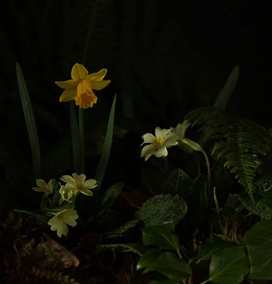 Elspeth Stockwell - 'Woodland primroses'.jpg