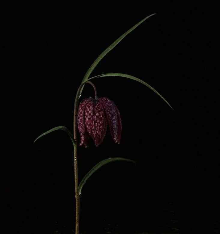Elspeth Stockwell - 'Snakes Head Fritillary'.jpg